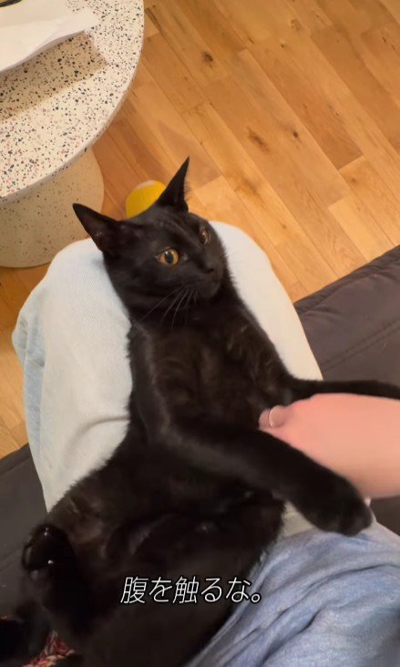 仰向けの猫