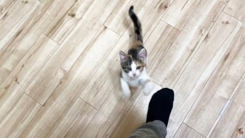 左足(黒い靴下)と子猫