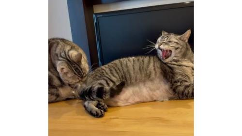 室内にいる猫