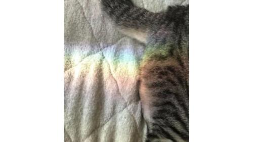 猫のおしり
