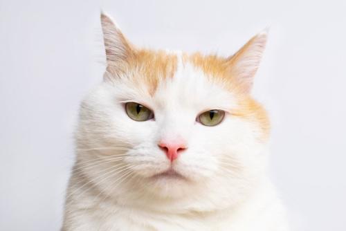 不満そうな猫