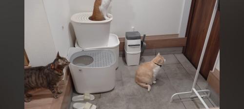 ドアの前の猫