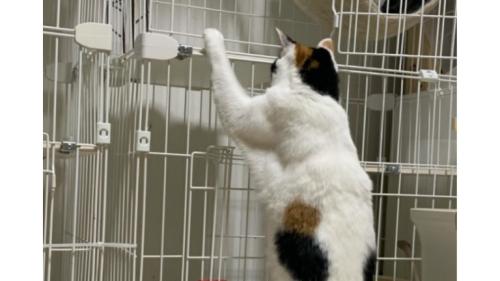 ケンカしている猫