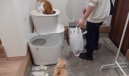 人間と猫