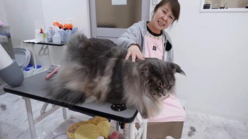 ふわふわな姿