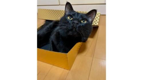 室内にいる猫