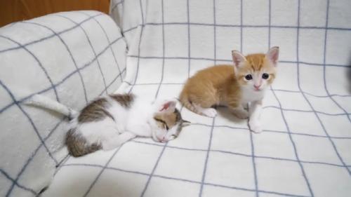 ねんね