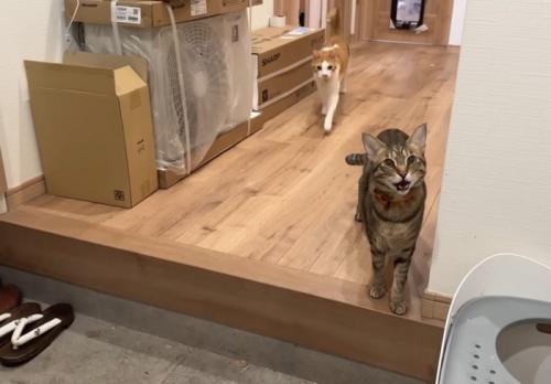 鳴く猫