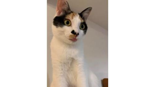室内にいる猫