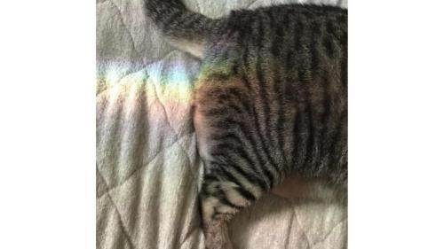 猫のおしり