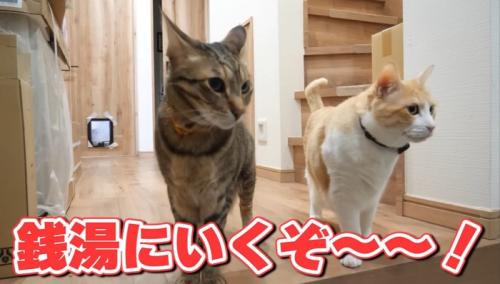 2匹の猫
