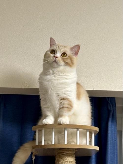 上を見る猫