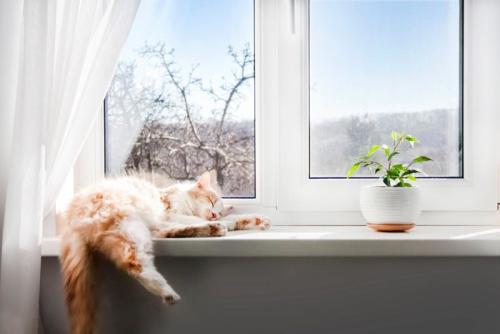 窓辺で寝る猫