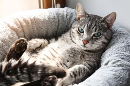 くつろぐ猫