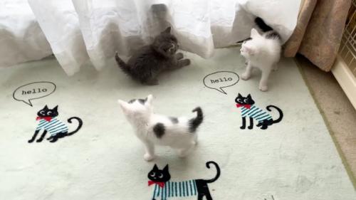 遊ぶ子猫たち