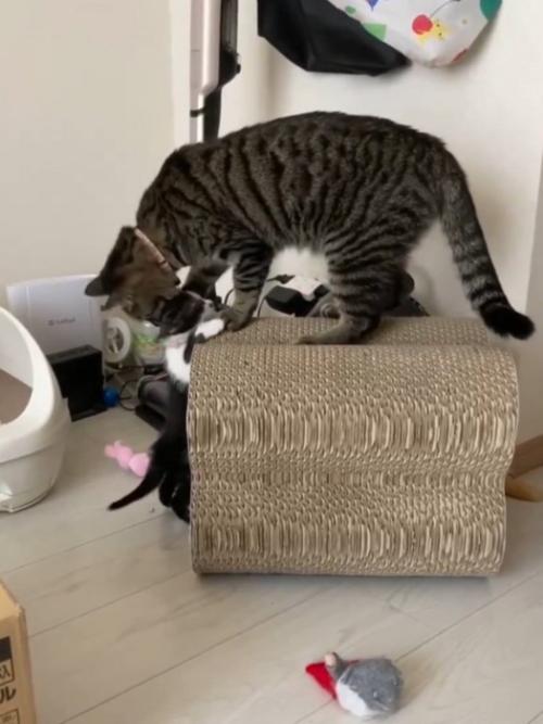 子猫の耳元を噛もうとしている猫