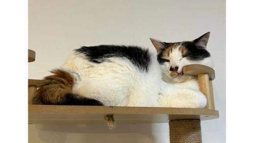 室内にいる猫