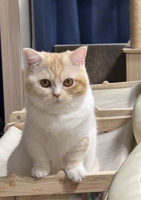 不満そうな猫