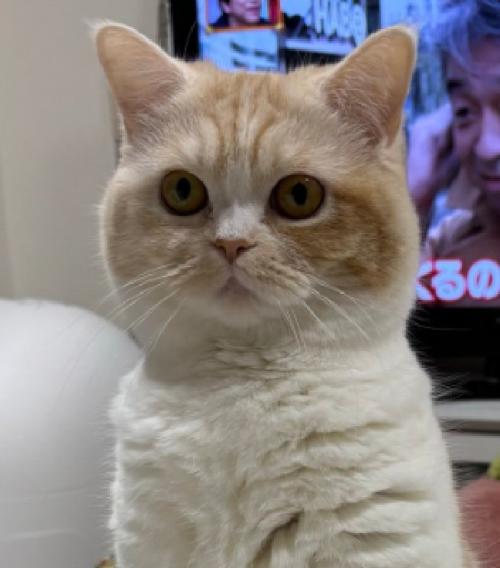 見つめる猫