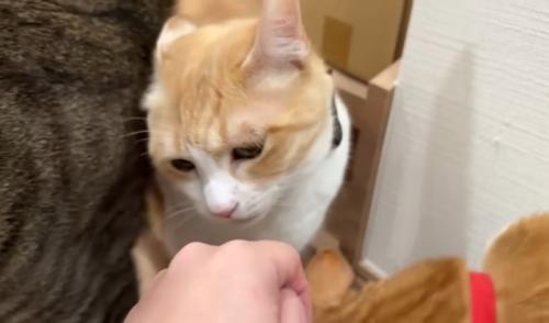 3匹の猫