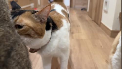 三毛猫