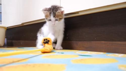 猫じゃらし