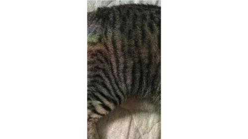 猫のおしり