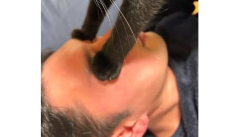 顔に乗っている猫