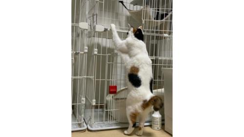 猫の背中