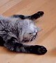 前足を広げて横になっている猫