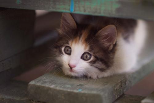 身をひそめる子猫