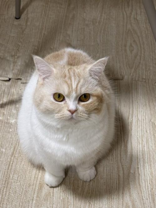 凝視する猫