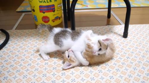 ニャンプロ
