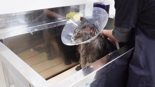 シャワー中