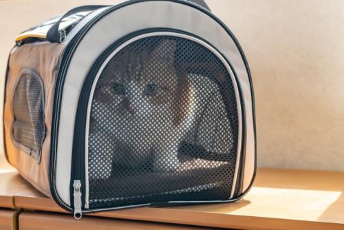キャリーバッグに入る猫