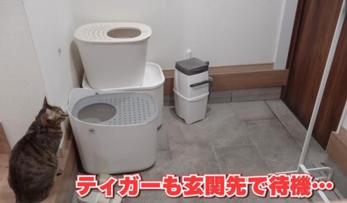 玄関の猫