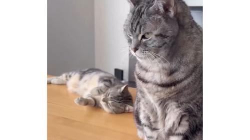室内にいる猫