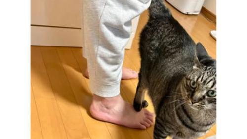 足を踏む猫