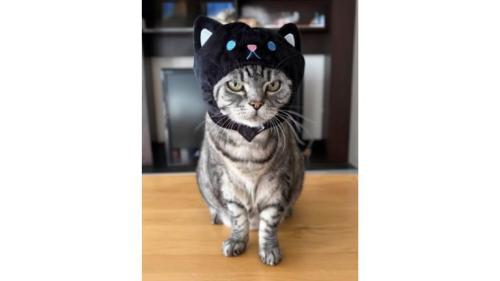 室内にいる猫