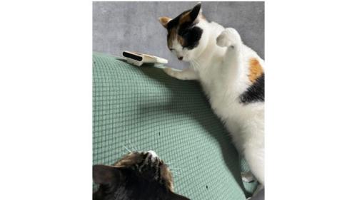 猫の背中