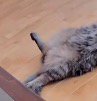 仰向けになって広げられた猫の足