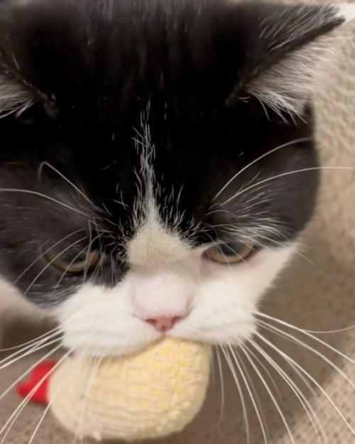 睨む猫