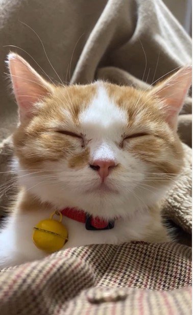 寝ている子猫