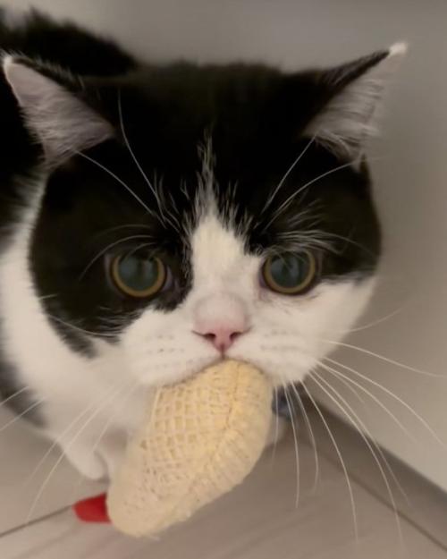 困る猫