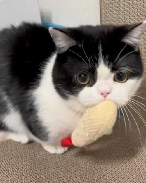 驚く猫