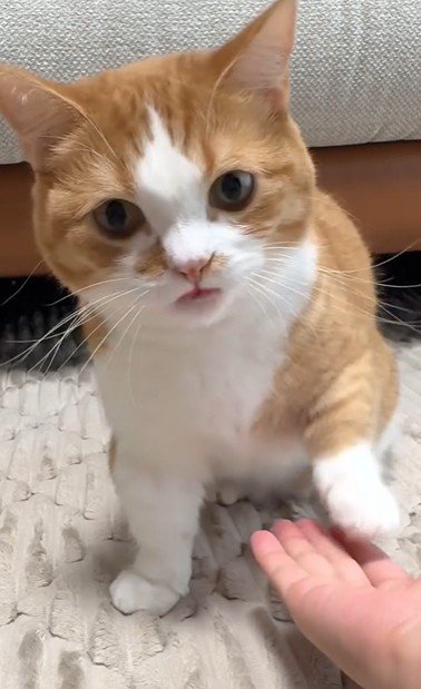 座っている猫