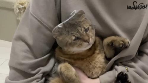 困り顔