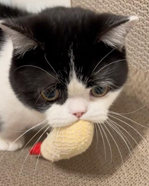 俯く猫