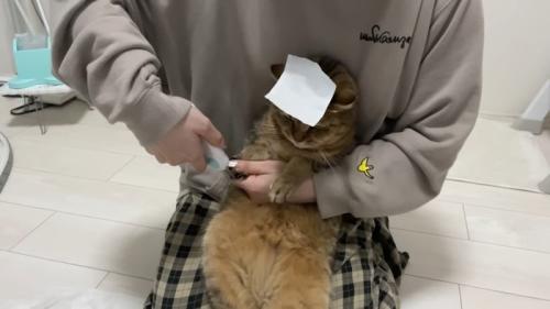 額に紙テープ