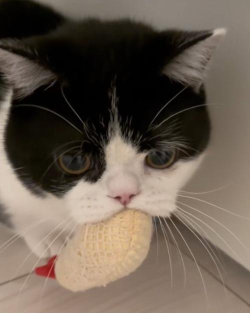 唸る猫